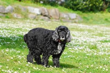 chien noir à poils frisés