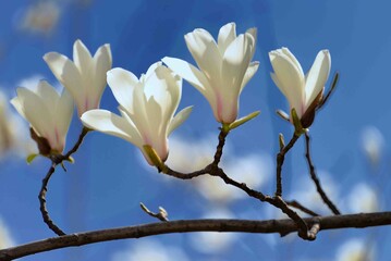 Magnolia flowers in spring