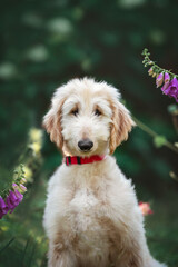 the afghan hound puppy breed dog portrait