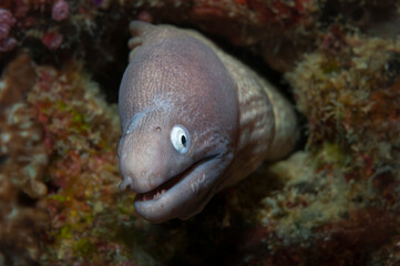Curious white eyed moray