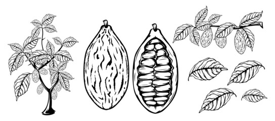 Cocoa in vintage style on white background. Fresh healthy food. Vector background. Organic food. Dark background.