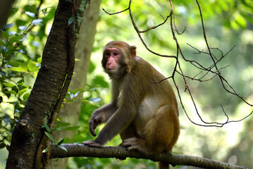 japanese macaque sitting on a tree