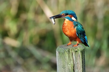 Ein Eisvogel (Alcedo athis) mit Beute auf seinem Ansitz.