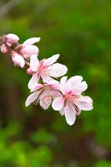Obraz na płótnie Canvas pink cherry blossom