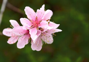 pink blossom