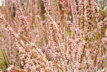 flowers in the garden