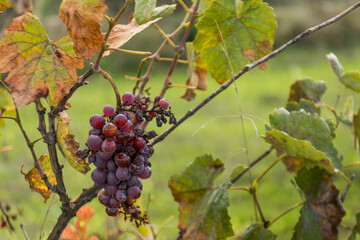 red grapes in vineyard