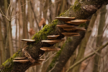 Owocniki grzybów nadrzewnych poliporoidalnych o hymenoforze rurkowatym ( huba) w lesie zimą na pniu drzewa porośniętym mchem . Polyoroid arboreal fungi with a tubular hymenophore on a tree trunk . © Grzegorz