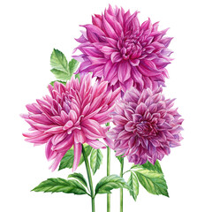 Bouquet of dahlias. Violet flowers and leaves, watercolor botanical painting
