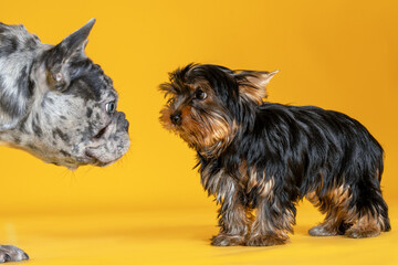 Moment of meeting of two dogs, French Bulldog of unusual grey merle spotted color and Yorkshire...