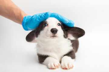 hand with a medical glove of doctor veterinarian stroking a cute little welsh corgi cardigan puppy on white background. dog looks into the camera veterinary. pet care and love. copy space banner