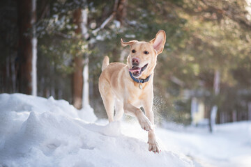 labrador dog playing in winter forrest portrait