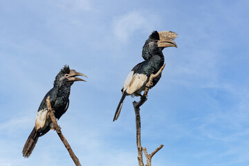 Couple of Black-and-white-casqued hornbills  (Bycanistes subcylindricus), also known as grey-cheeked hornbill perched on a branch, Mpanga forest, Uganda © Tomas Drahos