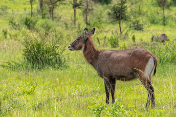 Defassa waterbuck, Kobus ellipsiprymnus defassa, Single female, Lake Mburo, Uganda