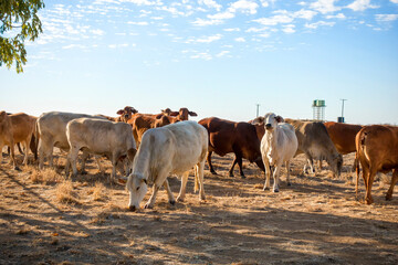 Droughtmaster cattle at Corfield in Queensland, Australia