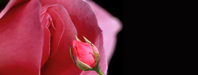petal, Erotic rose flower, Flower imitating the female sex, visual allegories, visual metaphors,