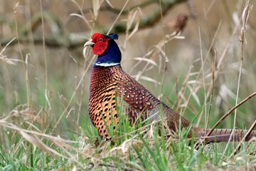 Halbporträt eines Fasanen Männchens (Phasianus colchicus) in einer Wiese.
