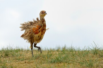 Ein junger Fasan  (Phasianus colchicus) beginnt ins Alterskleid zu wechseln.