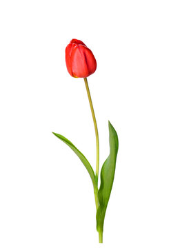 Red tulip flower with clipping path