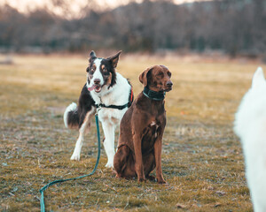 perros