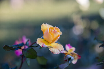 flor amarilla