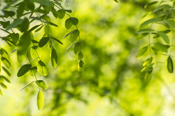 Abstract natural bokeh image of green leaves with soft focus