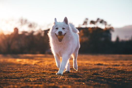 perro jugando