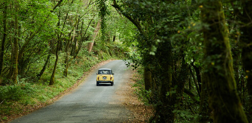 carretera bosque