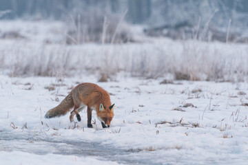 The red fox (Vulpes vulpes)