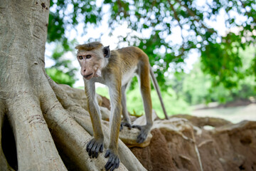 macaque à toque portrait