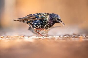 Common starling. European starling. Sturnus vulgaris on ground. Lausanne, Switzerland.