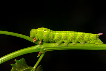Beautiful green caterpillar creeps on a green plant in the garden