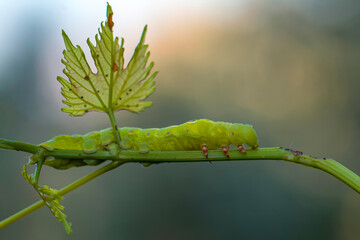 Beautiful green caterpillar creeps on a green plant in the garden
