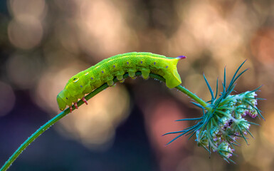 Beautiful green caterpillar creeps on a green plant in the garden