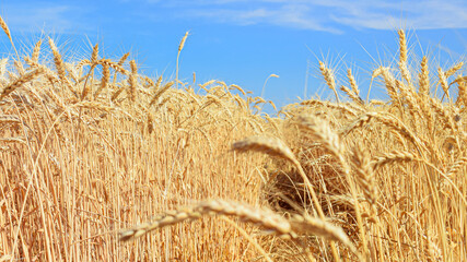Fototapeta na wymiar A golden wheat field with a path and a blue sky.