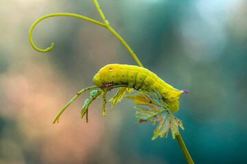 Beautiful green caterpillar creeps on a green plant in the garden