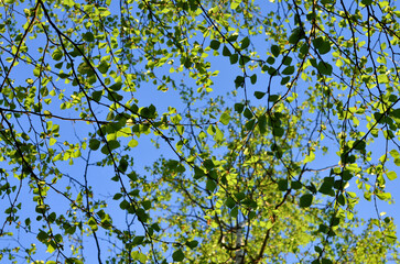 Spring background with young leaves.