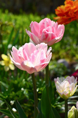 Pink tulips in the garden.