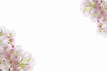 pink cherry blossom border background template
