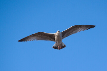 Young seagull in flight.
