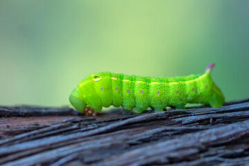 Beautiful green caterpillar creeps on a green plant in the garden