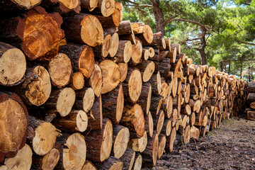 Fresh cut pine tree lumbers in the forest