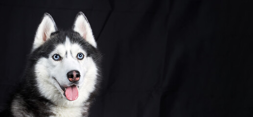 Studio portrait husky dog. Siberian husky isolated on black background, copy space. Panorama or banner format. © Konstantin