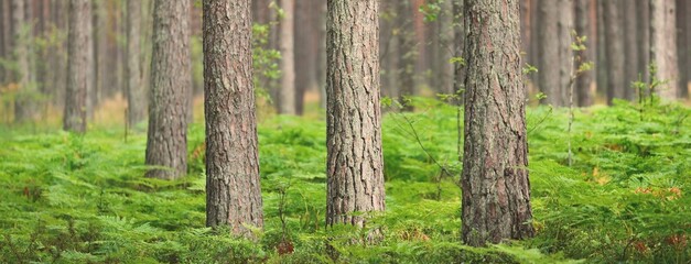 Young fern leaves in the dark northern evergreen forest. Mighty trees in the background. Nature, plants, environmental conservation, ecology, botany