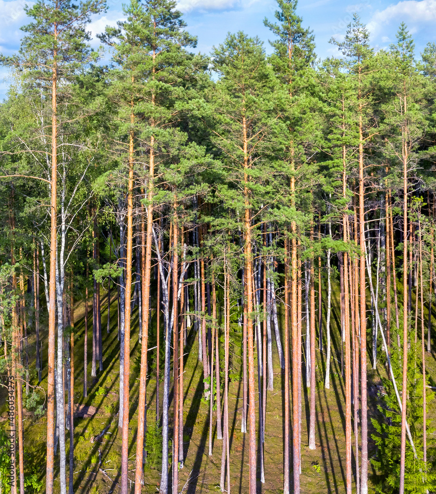 Poster summer landscape. aerial view. beautiful coniferous forest. coniferous forest in the sunlight. slend