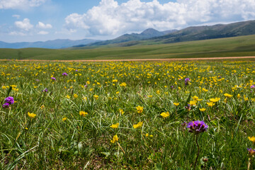 Beautiful blooming flowers with mountains and cloudy sky on background. Spring on Assy plateau.