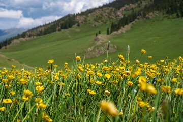 Beautiful blooming flowers with mountains and cloudy sky on background. Spring on Assy plateau.