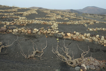 Spain. Lanzarote Vineyards of La Geria