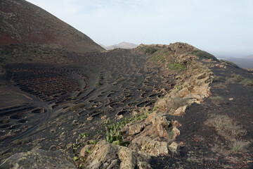Spain. Lanzarote Vineyards of La Geria