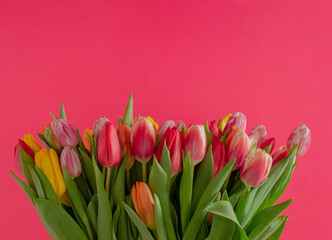 colorful gardening Easter jungle fresh tulips against purple backgrpund. surreal modern creative minimal flat lay with copy space